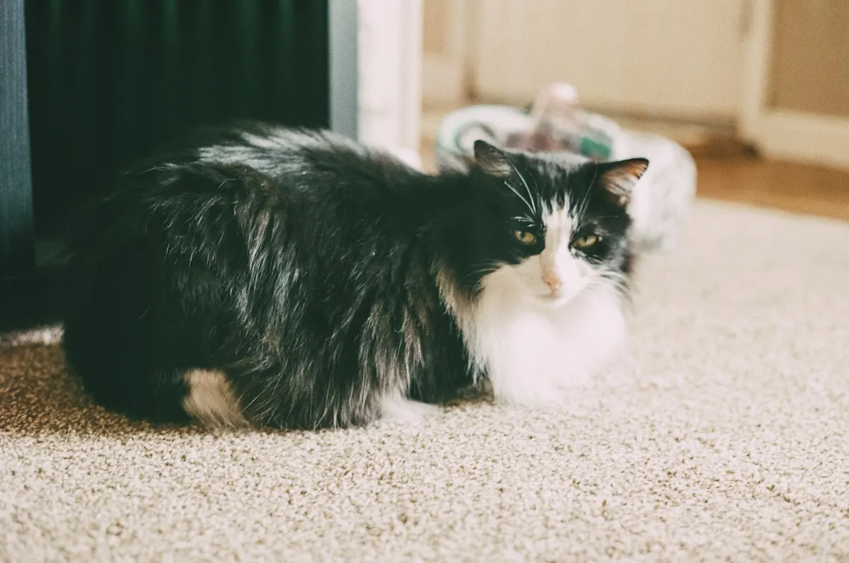 Pet Stain & Odor Removal